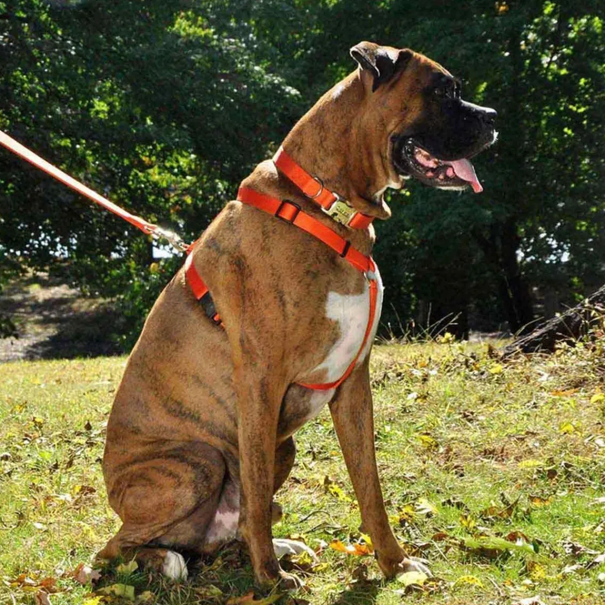 Ryan's Pet Supplies Coastal Adjustable Harness Small 5/8" by 14-24"