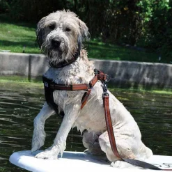 Ryan's Pet Supplies Coastal K9 Explorer Large Harness 1" by 26-38"