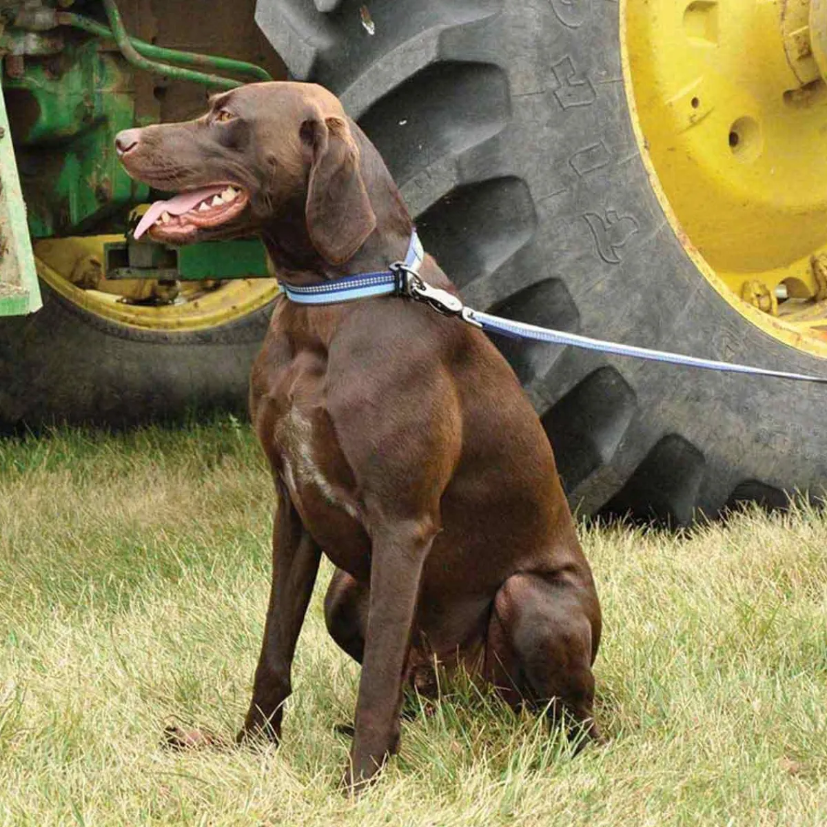 Ryan's Pet Supplies Coastal K9 Explorer 1" Collar 12-18"