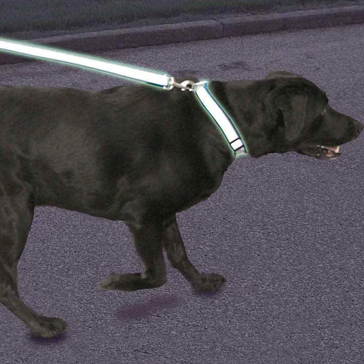 Ryan's Pet Supplies Coastal Lazer Brite Adjustable Reflective Collar 5/8" x 12-18"