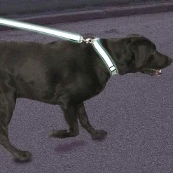 Ryan's Pet Supplies Coastal Lazer Brite Reflective Lead 3/8" x 6'