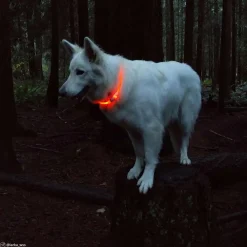 Ryan's Pet Supplies Coastal USB Light-Up Neck Ring