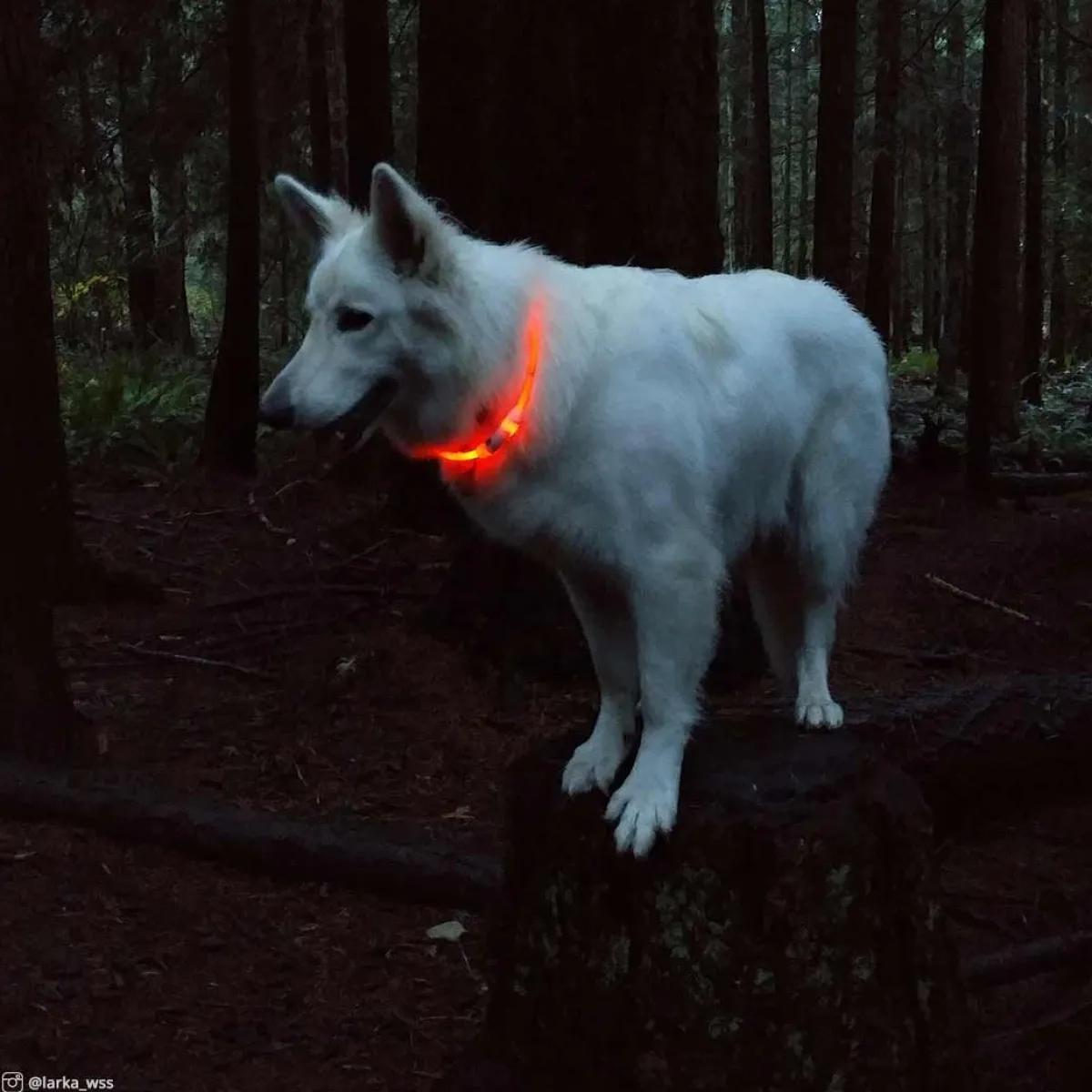 Ryan's Pet Supplies Coastal USB Light-Up Neck Ring