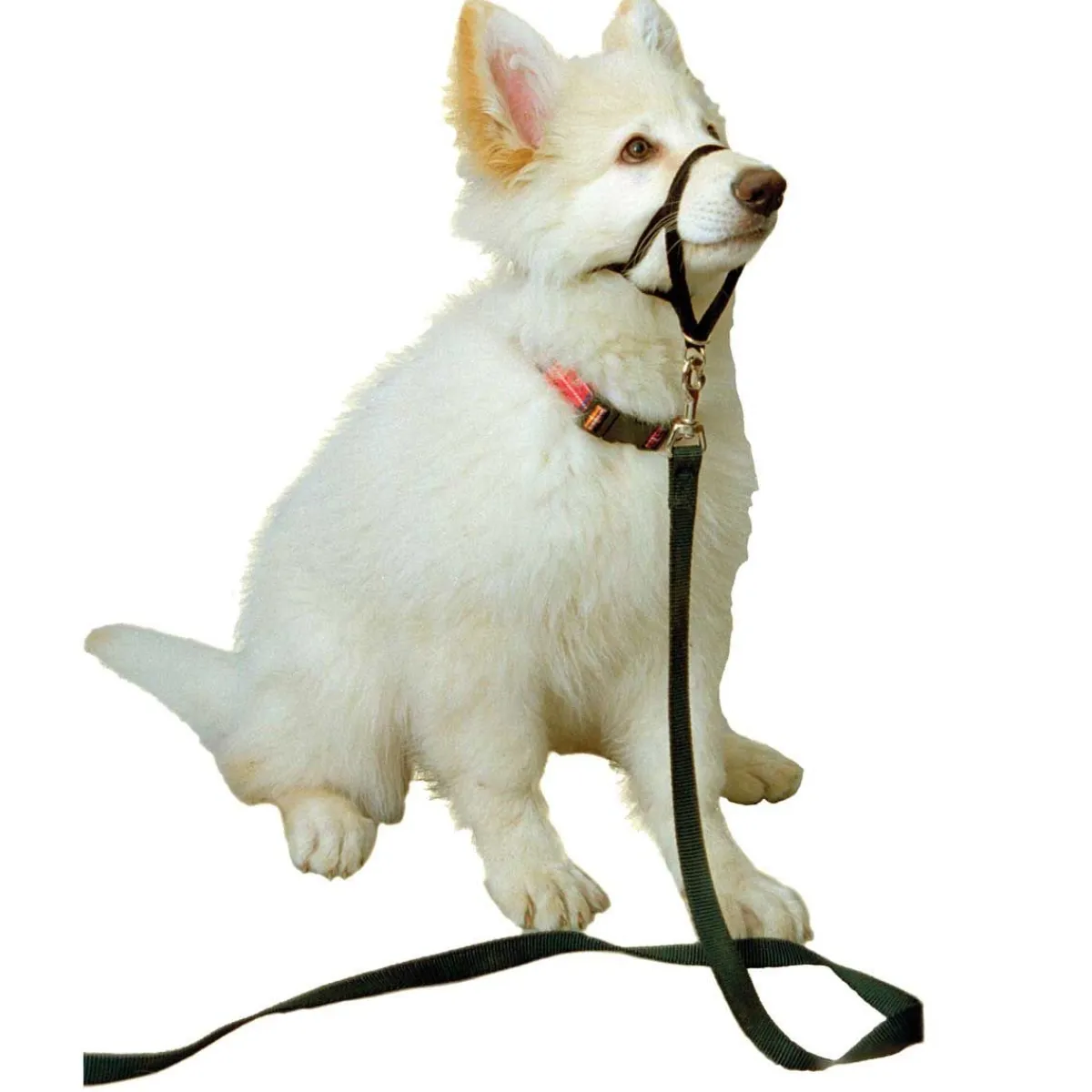Ryan's Pet Supplies Halti Training Collar For Beagle, Cocker, Basenji
