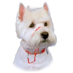 Ryan's Pet Supplies Halti Training Collar Size 1 for Small and Active Dogs
