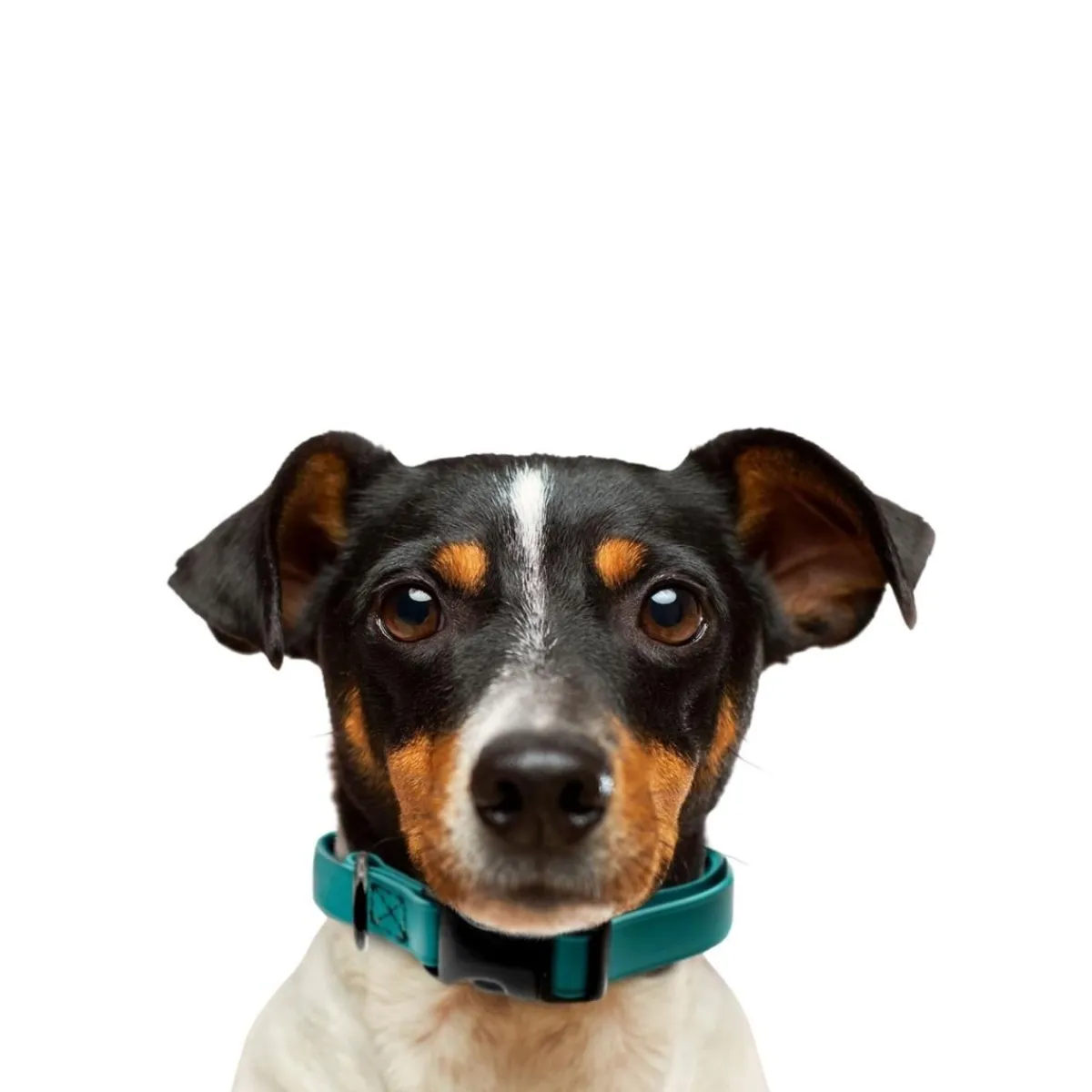 Ryan's Pet Supplies Jelly Pet BioThane® Dog Collar - Large (1" x 16''-24'')