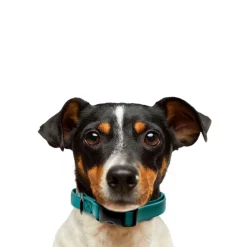 Ryan's Pet Supplies Jelly Pet BioThane® Dog Collar - Medium 1'' x 13''-20''