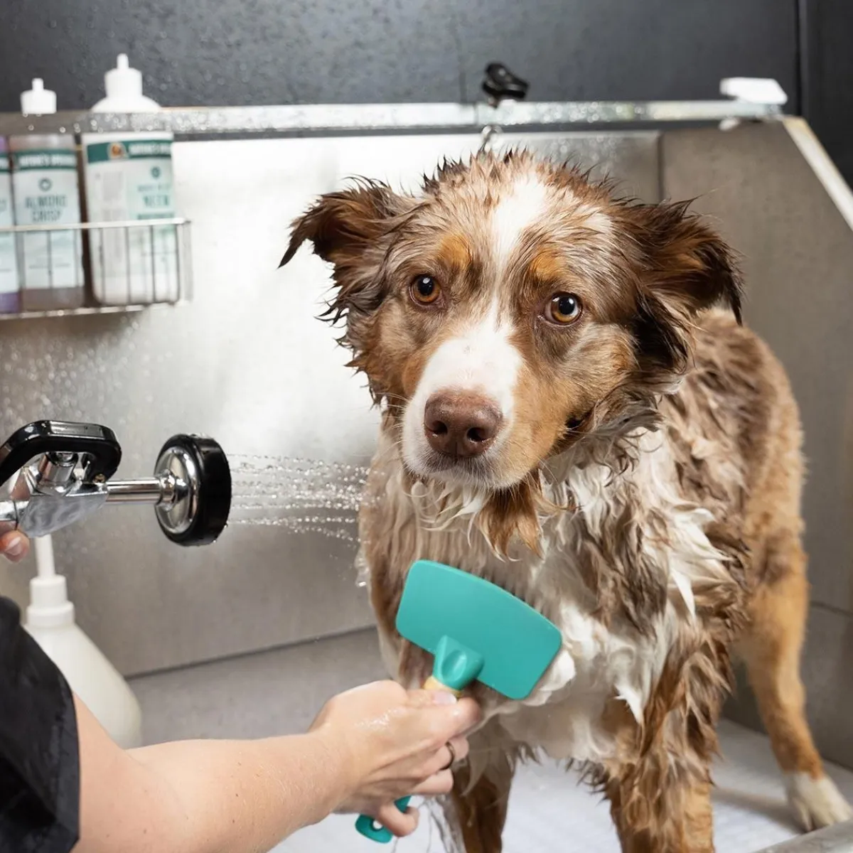 Ryan's Pet Supplies Jelly Pet Dog Bath Brush