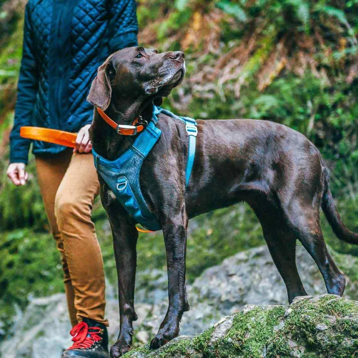 Ryan's Pet Supplies Kurgo Journey Air Harness Lightweight Harness for Pets