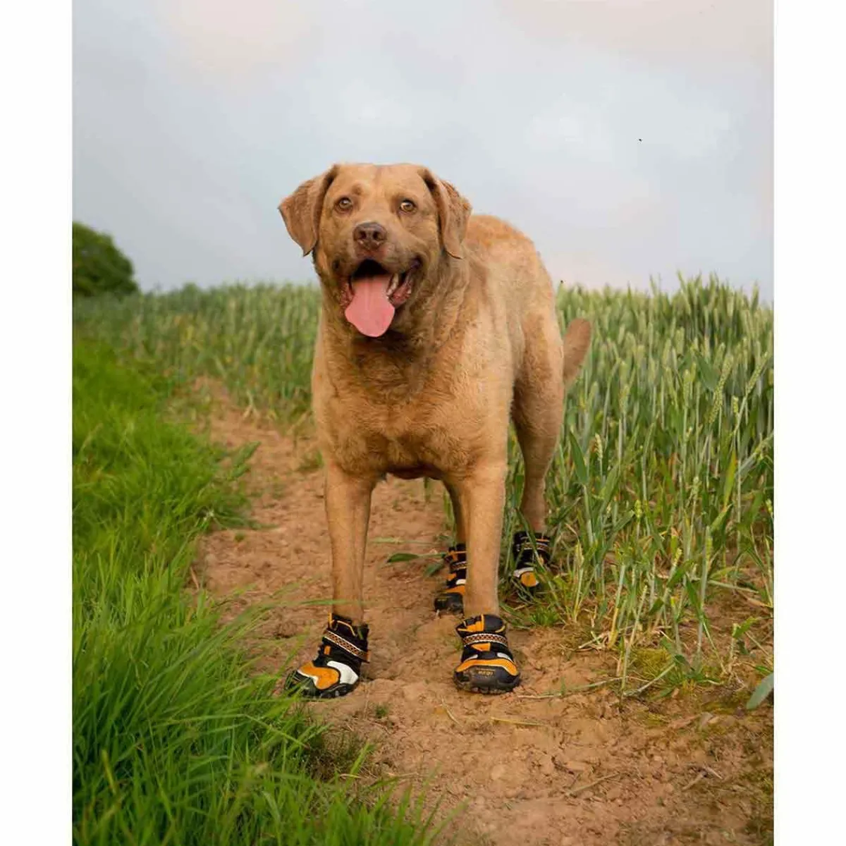 Ryan's Pet Supplies Kurgo Step-n-Strobe Dog Shoes - XS (2.25'') Orange/Black