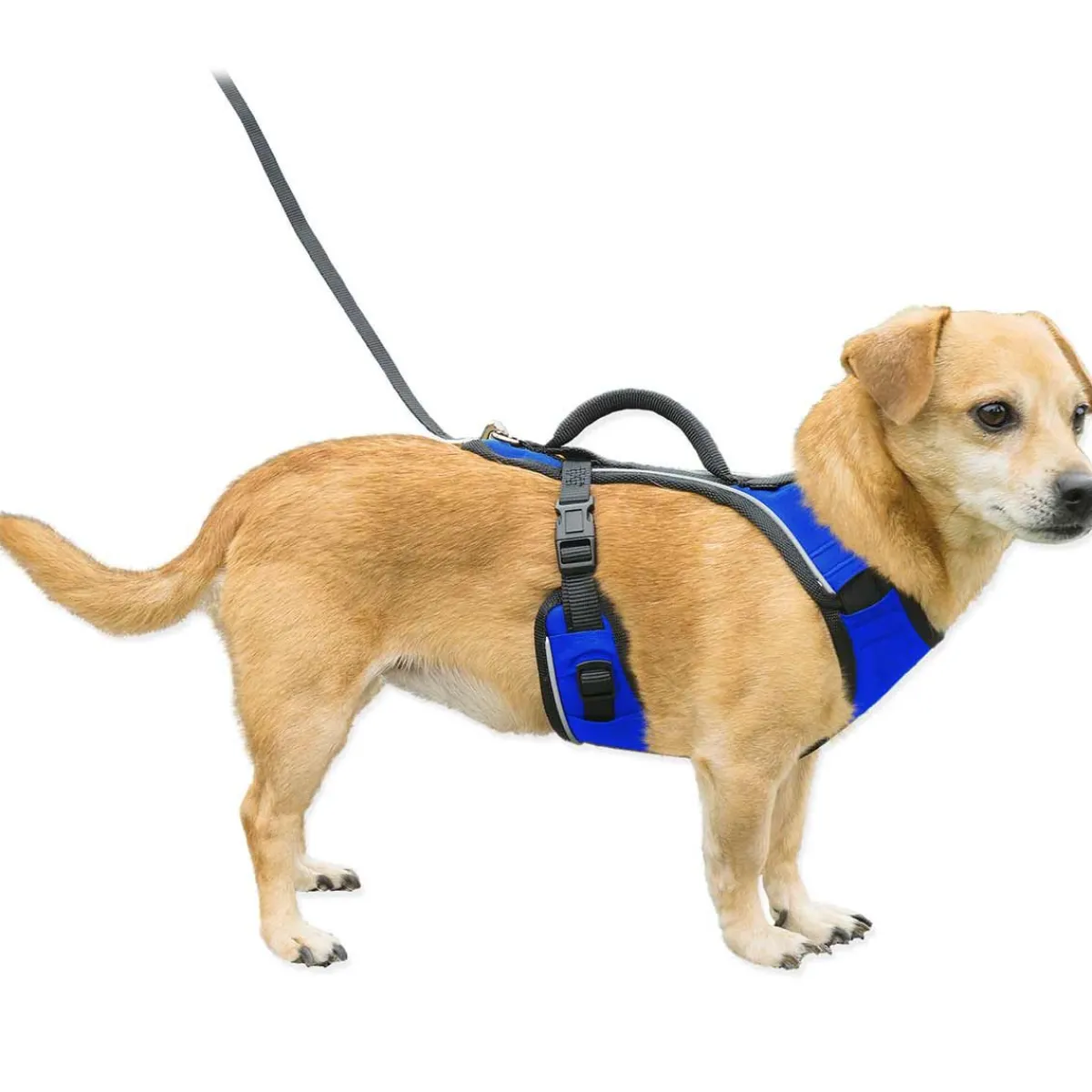 Ryan's Pet Supplies Petsafe EasySport Quick-Snap Reflective Harness for Dogs