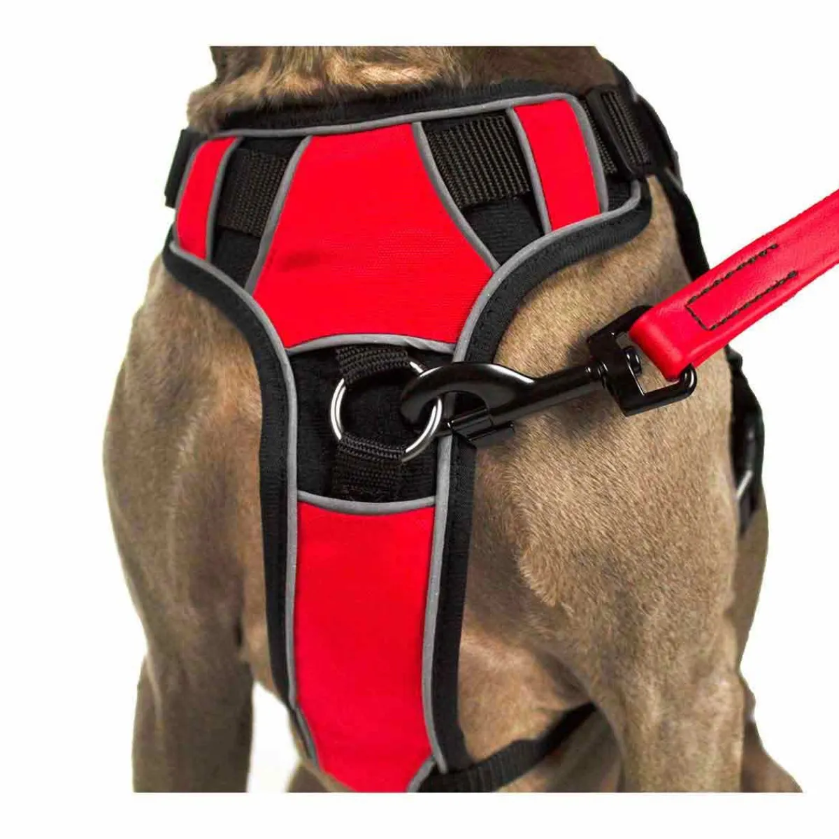Ryan's Pet Supplies Quest Multipurpose Dog Harness Size XS 18"-22"